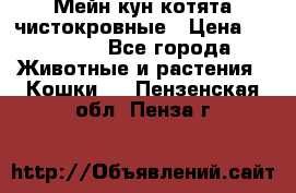 Мейн-кун котята чистокровные › Цена ­ 25 000 - Все города Животные и растения » Кошки   . Пензенская обл.,Пенза г.